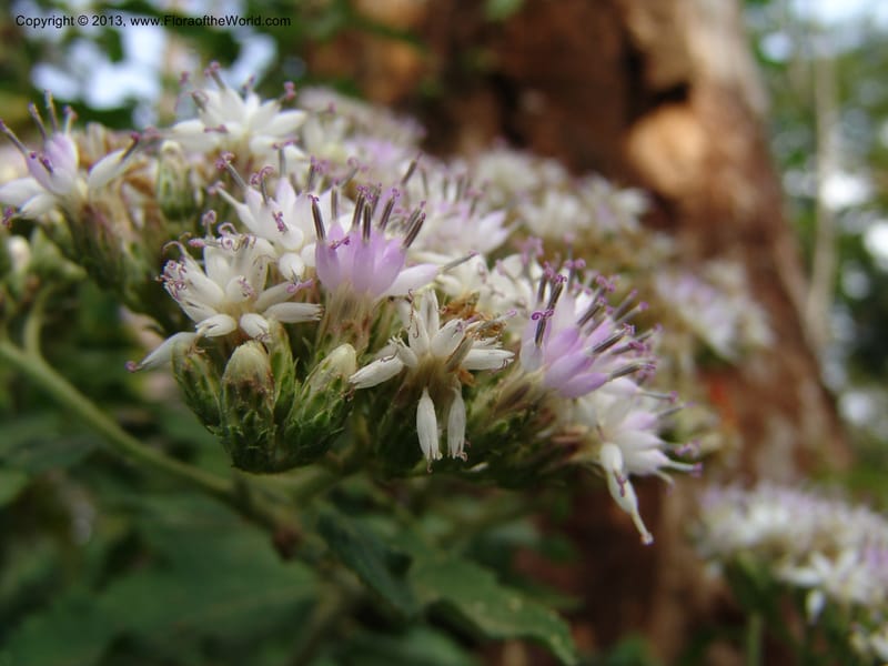 Vernonia--Kenya. Limuru. Garden of Sue Brown. 10 July 04. 069.jpg