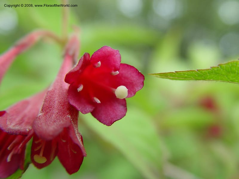 Weigela floribunda--MA. Arnold Arb. 30 Jun 03. 096.jpg