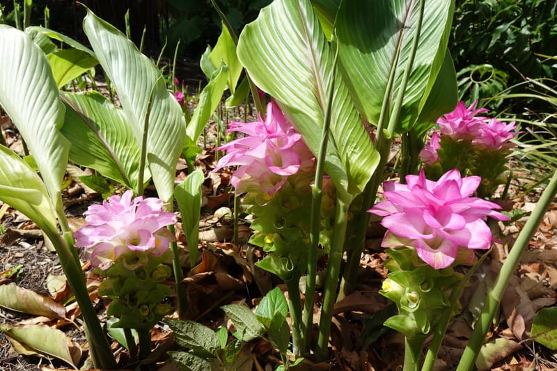 Curcuma domestica--Australia. Brisbane Bot. Gard. 15 Oct 2016. DSC02202 (27).JPG