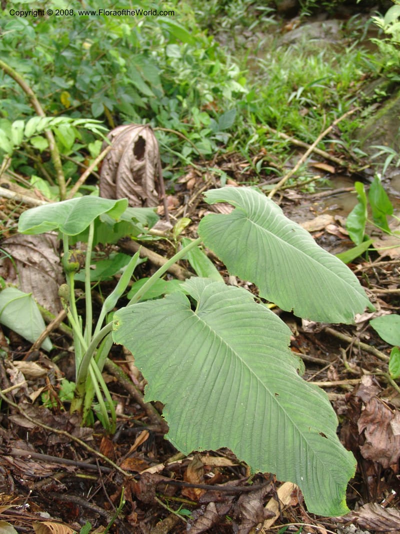 Xanthosoma, RVasquez32956--Peru. Pillcopata. Qbda Pini Pini. 29 Oct 07. 130.jpg