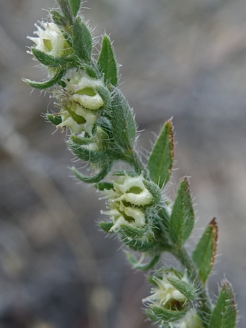 Lappula redowskii var. cupulata, C. Davidson 13659--ID. Hwy 22 W of Dubois. 17 Jun 2017. DSC02303 (104).JPG