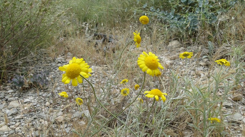 Anthemis tinctoria, 4.10--Iraq. Kurdistan. Shakh-i Sakran. 19 June 2010. 124 (12).jpg