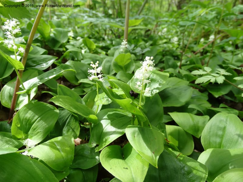 Maianthemum canadense, Davidson, C 13064--North Carolina. Haywood Co. Grassy Ridge Mine Overlook. 21 May 2015. DSC06988 (8).JPG