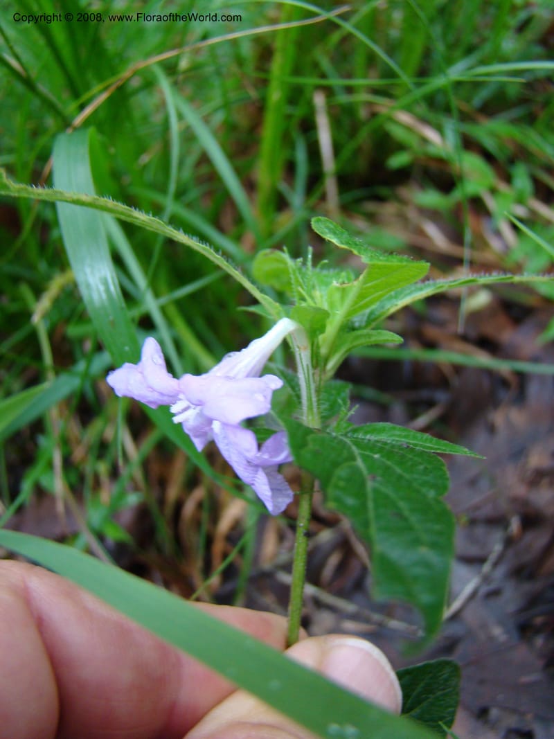 Ruellia caroliniensis--TX. Harris Co. Armand Bayou Nat. Ctr. 26 Apr 08. 047.jpg