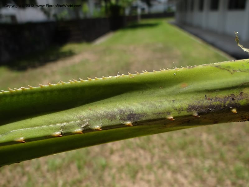 Spiny margin and midrib of a green leaf