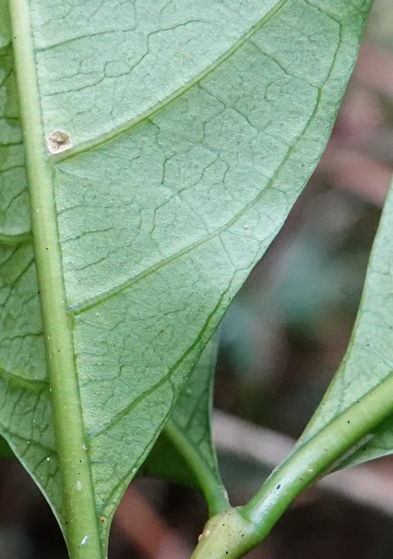 Tabernanthe iboga, C. Davidson 13949--Gabon. Mondah. Arb Raponda Walker. 4 Nov 2018. DSC01949 (89).JPG