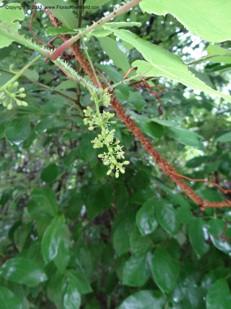 Vitis davidii, Davidson, C 12012--China. Anhui Prov. Huang Shan. 6 Jun 2012. DSC01928 (39).JPG
