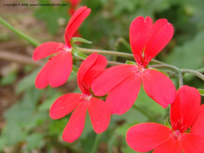 Pelargonium tongaense-- So. Africa. Lowveld Nat. Bot. Gard. 14 Mch 05. 044.jpg