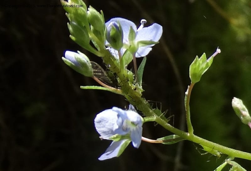 Veronica americana, Davidson, C 12583--ID. Idaho Co. Rd. to Seven Devils. Small Cr. 15 Jul 2014. DSC00072 (7).JPG