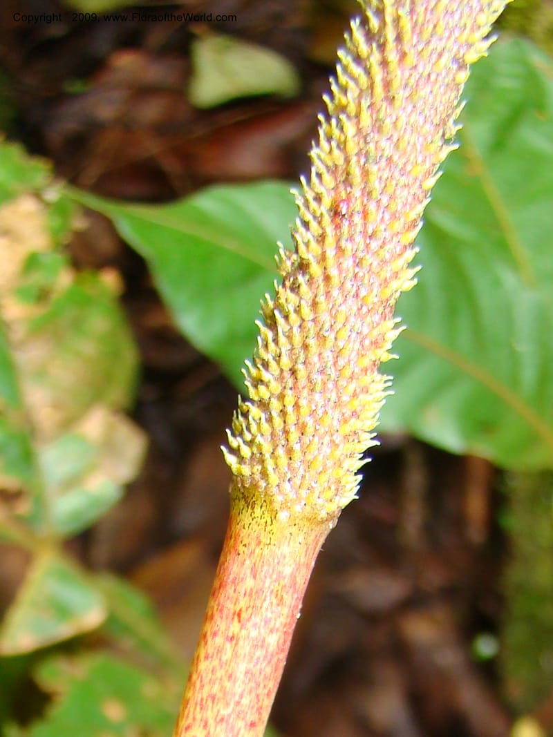 Peperomia hernandifolia, WDStevens27264--Nicaragua. Matagalpa. Cerro Picacho at Selva Negra. 16 Jun 08. 020.jpg