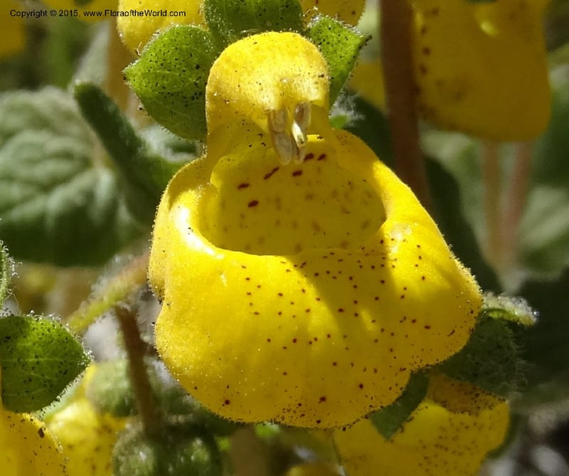 Calceolaria corymbosa, Davidson, C 12792--Chile. Ruta 115, to Laguna del Maule. 24 Nov 2014. DSC07486 (422).JPG