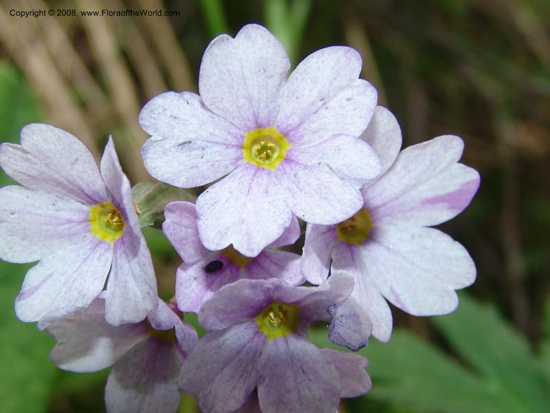 Primula amoena--Georgia. Kazbeki . Trail-road to Sameba Church. 2 Jun 05. 091.jpg