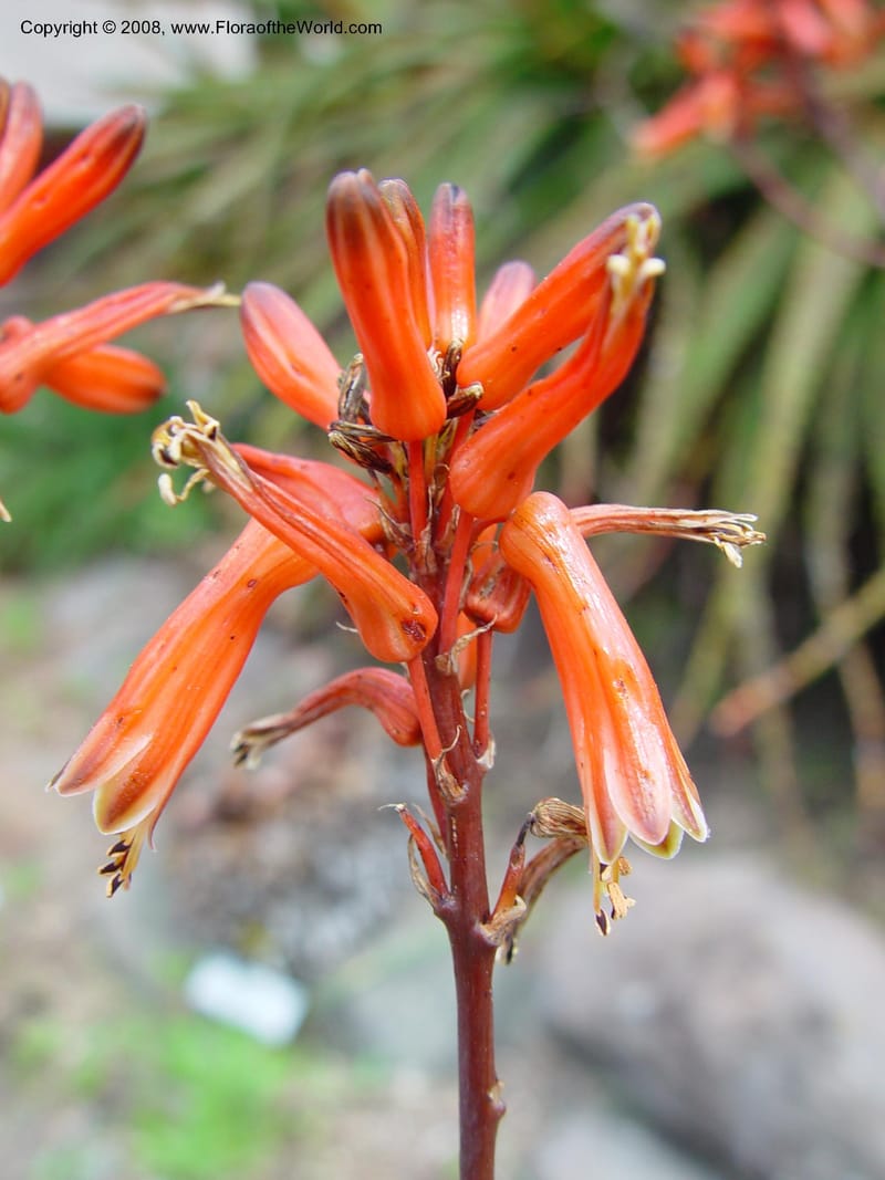 Aloe branddraaiensis. 68.0342--CA. UC Berkeley Bot. Gard. 11 Feb 03. 031.jpg