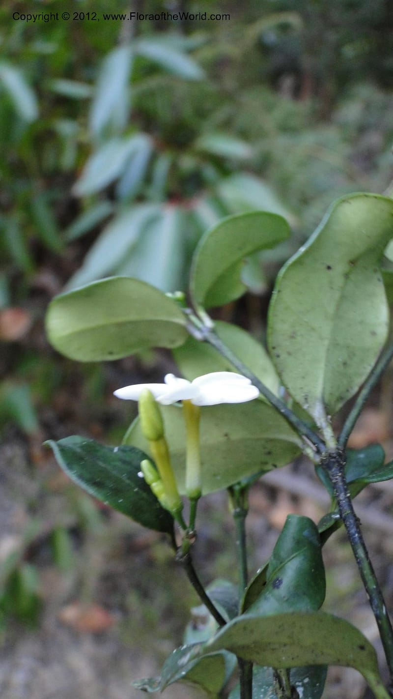 Petchia, N. Manjato 193--Madagascar. E of Ambositra toward Antoetra. 2 May 2010 407 (7).jpg