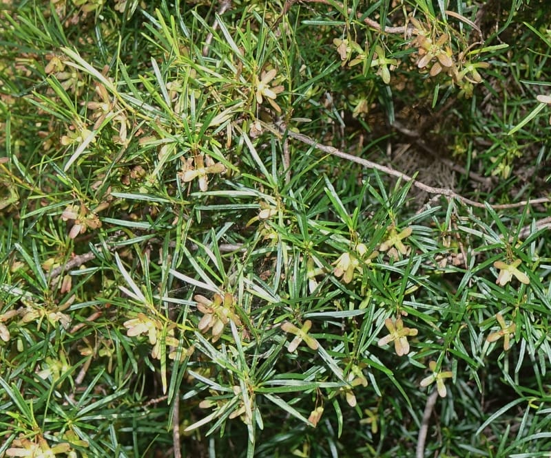 Aphanopetalum clematideum, Davidson, C 13444--Australia. W.A. Geraldton. Chapman River. 25 Oct 2016.  (10).JPG