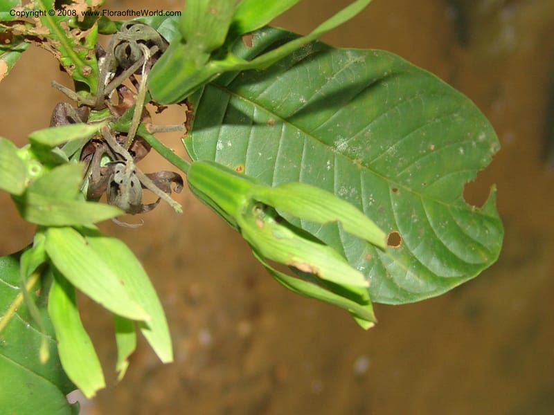 Leptactina, MLeal1167--Gabon. Prv. Ogooue-Iv. Res. Lope. Fougere Brulee. 19 Apr 06. 168.jpg