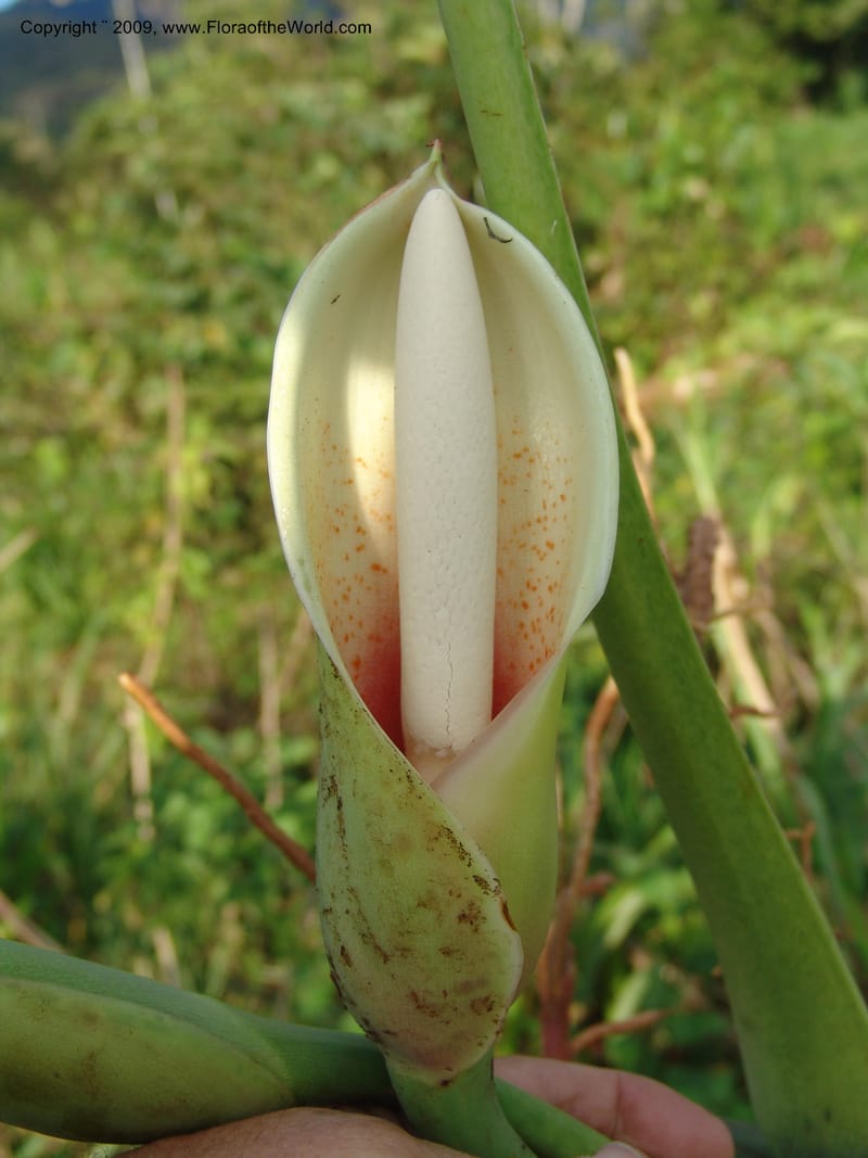 Philodendron deflexum, Croat98842--Ecuador. Zam. Ch. Rio Wawaime Val. 19 Sep 07. 098.jpg