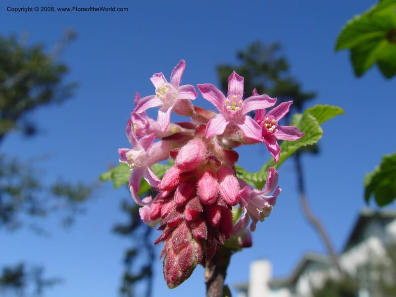 Ribes sanguineum v. glutinosum--CA. Alameda Co. Skyline Dr. just N of Huckleberry Bot. Reg. Pres. 11 Feb 04. 071.jpg