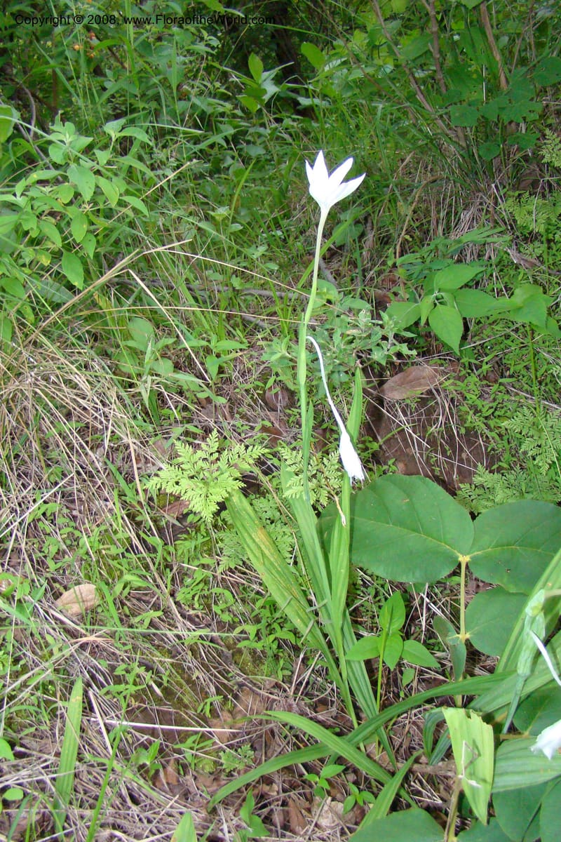 Savannosiphon euryphylla, RGereau7006--Tanz. Mbeya Rural Distr. Pungaluma Hills. 23 Jan 08. 251.jpg
