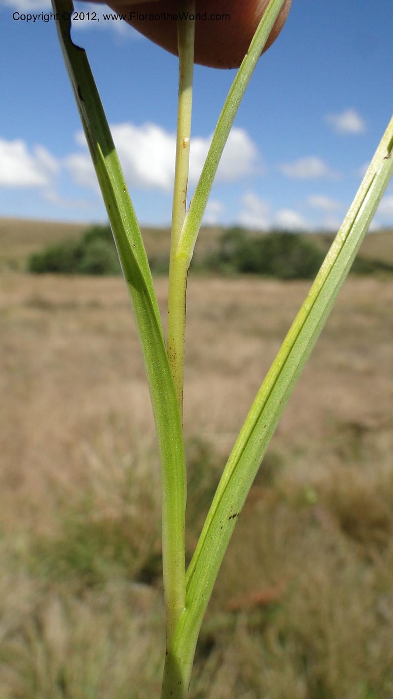 Habenaria simplex, N. Manjato 173--Madagascar. E of Ambositra toward Antoetra. 2 May 2010 151 (30).jpg