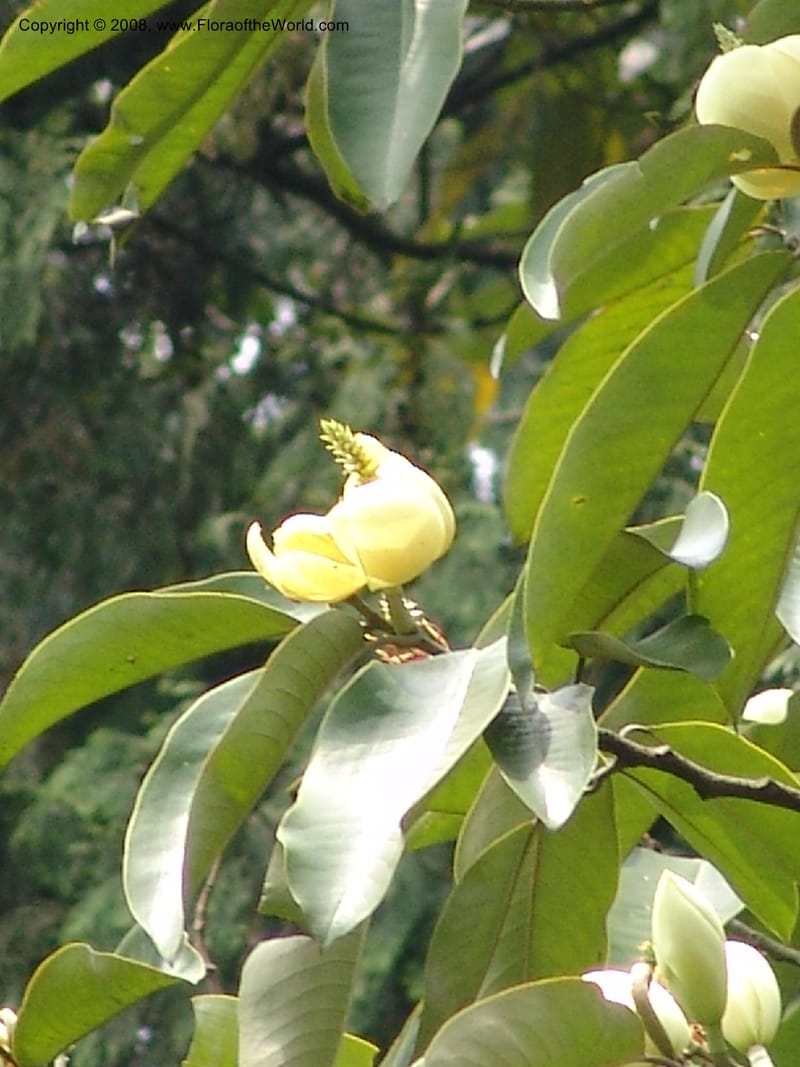 Michelia foveolata, 050883802--China. Hubei. Wuhan Botanical Garden. 24 Apr 07. 189.jpg