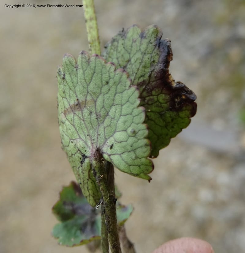 Ranunculus, Ulloa, C 2536--Ecuador. P. N. Cajas. Tres Cruces. 28 Apr 2015. DSC03499 (181).JPG