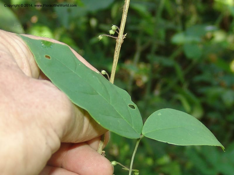 Basistemon silvaticus, Farfan 815--Peru. Edo. Madre de Dios. Laguna Valencia. 22 Oct 05. 242 (12).jpg