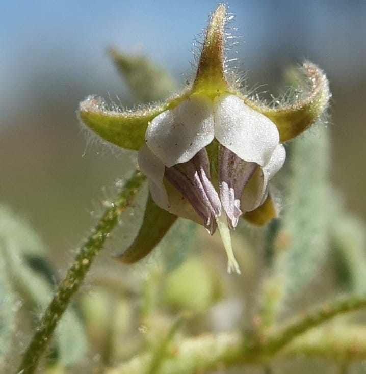 Hermannia tomentosa, L. Nanyeni 1231--Namibia. Hwy D1228, stop 1. DSC03368 (21).JPG