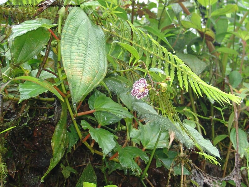 Croat94529--Ecuador. Prov. Pichincha. Guaycuyacu-Pacto. 12 Feb 05. 044.jpg