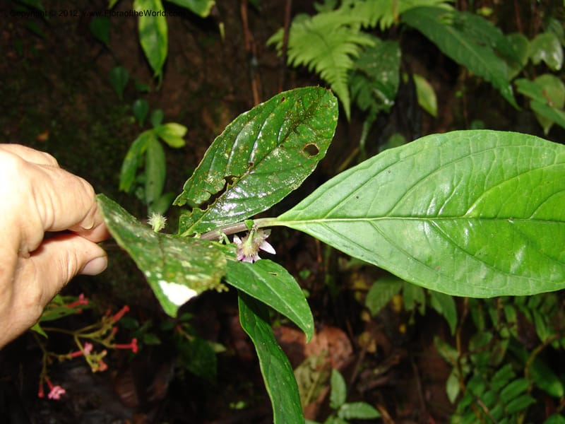 Cuatresia, Croat 95769--Ecuador. Maquipucuna Biol. Res. Send. del Rio. 13 Mar 06. 110 (5).jpg