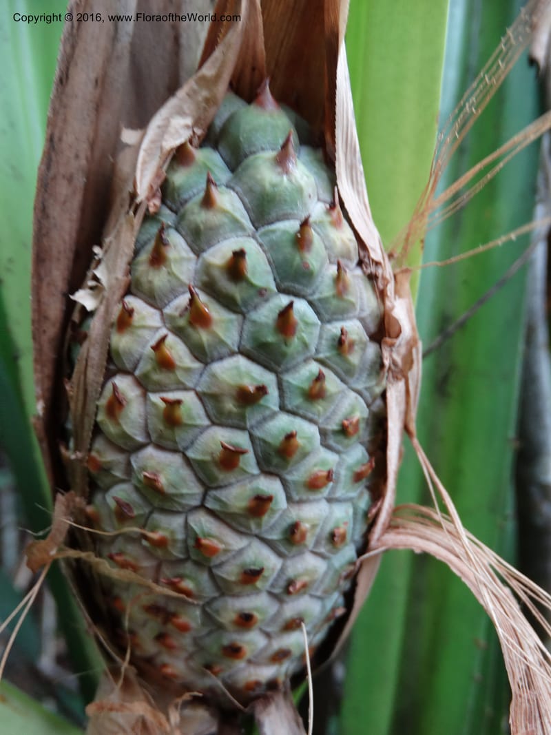 Pandanus occultus, Callmander, M 1184--Sabah. G. Silam. 1 Oct 2014. DSC00937 (20).JPG
