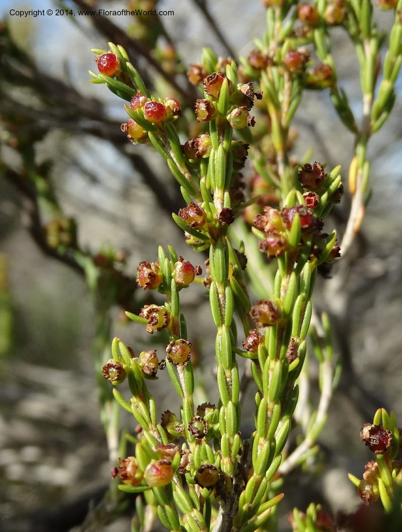 Erica, Davidson, C 12302B--South Africa. Western Cape. De Hoop Nature Res. 22 Jan 2014. DSC01681 (127).JPG