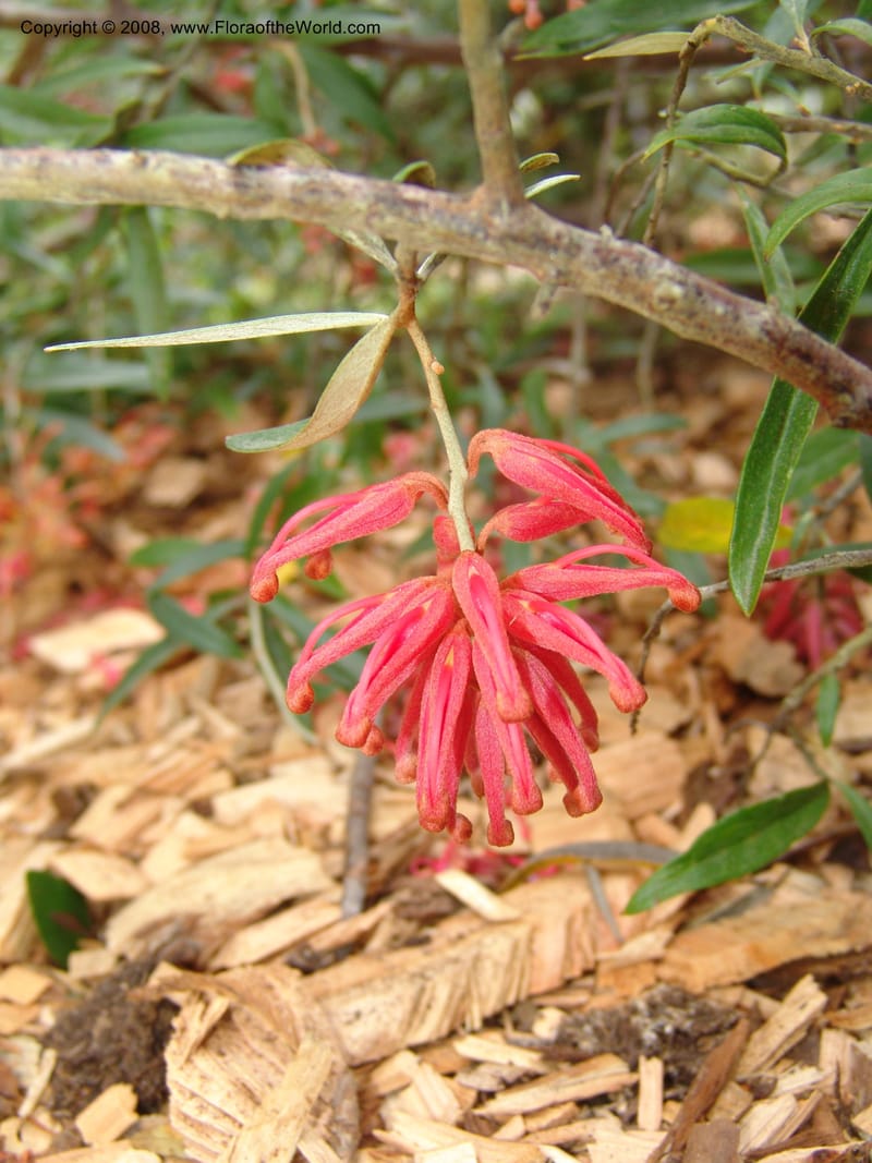 Grevillea victoriae, 2002.0250--CA. San Francisco Arboretum. 9 Aug 07. 386.jpg