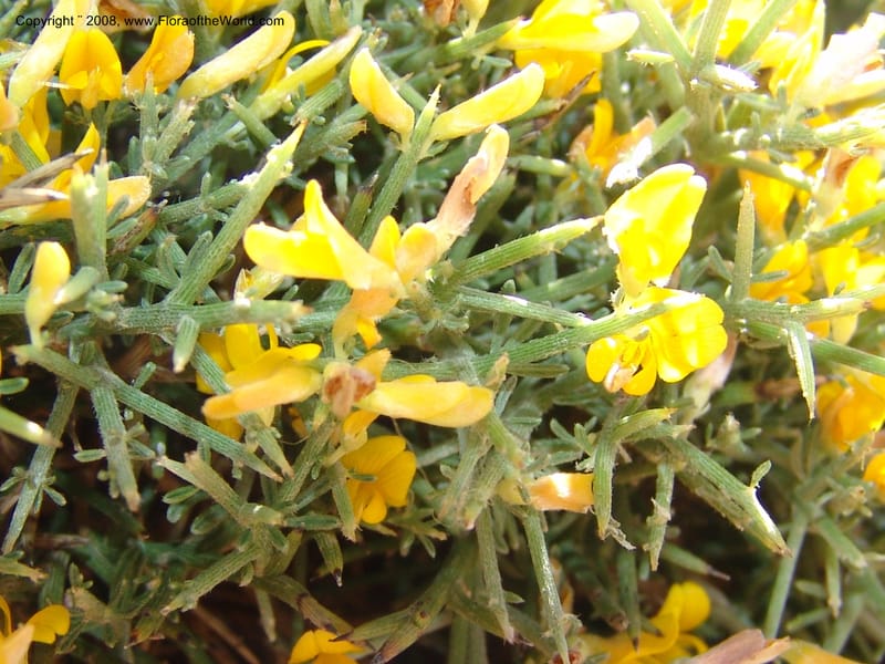 Genista acanthoclada--Crete. Ep. Kydonia. Akrotiri. Trail Gouvernetos . 23 May 05. 007.jpg