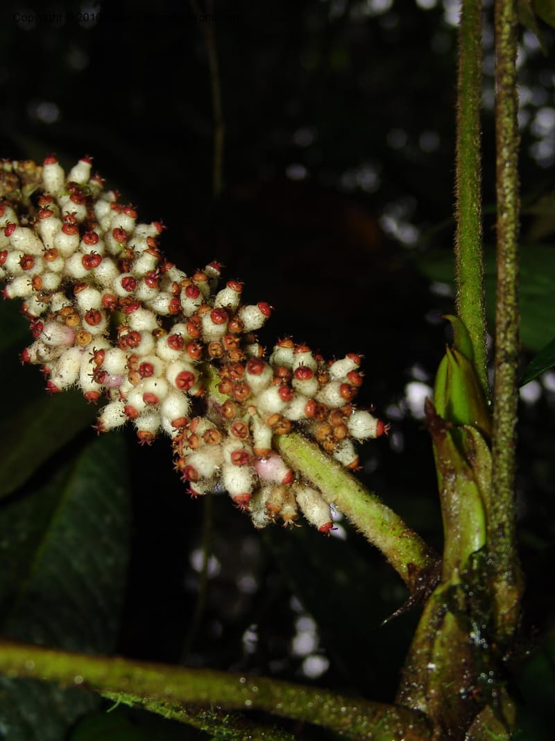 Schefflera lasiogyne, Croat 95708--Ecuador. Maquipucuna Biol. Res. Send. Princip. 11 Mar 06. 046 (8).jpg