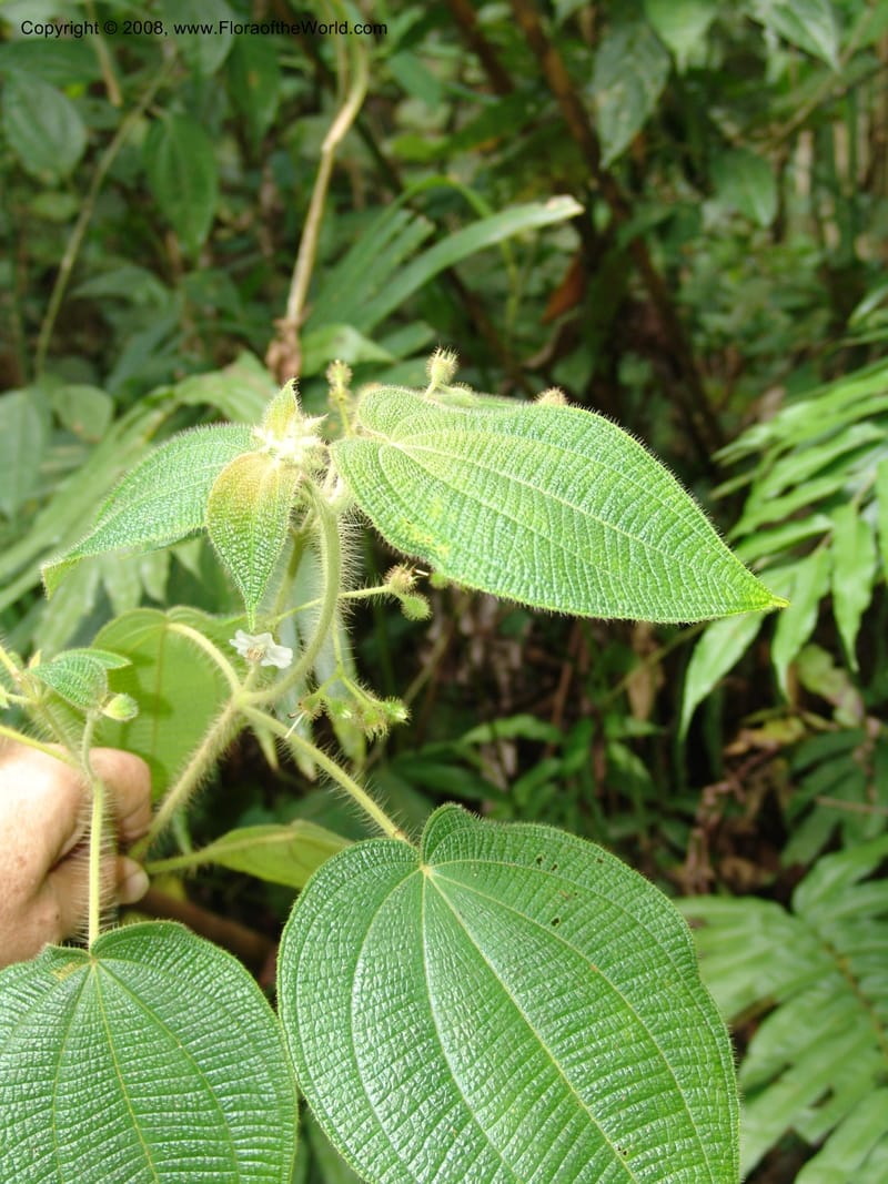 Clidemia, RVasquez32954--Peru. Pillcopata. Qbda Pini Pini. 29 Oct 07. 107.jpg
