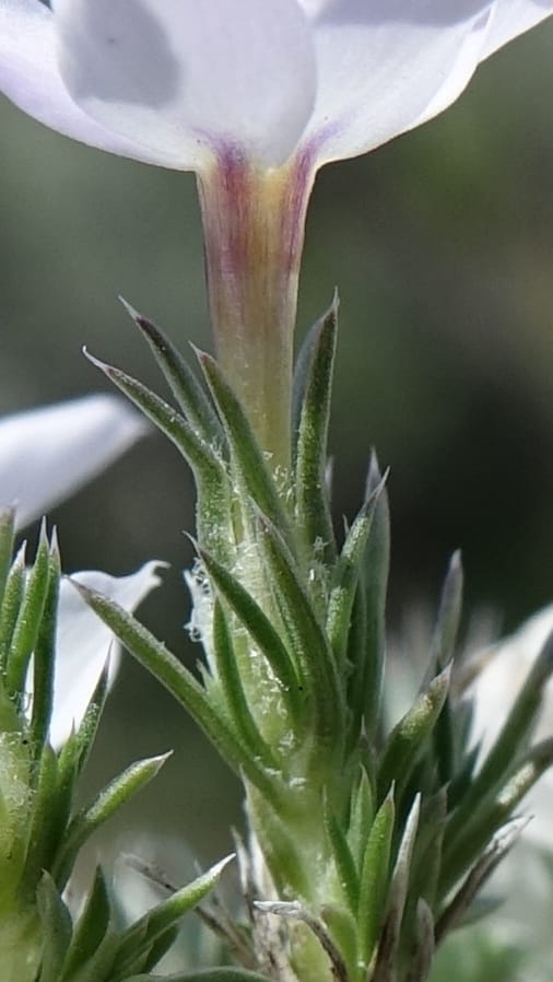 Phlox hoodii, C. Davidson 13543--ID. Blaine Co. Rock Creek Preserve. TNC. 13 May 2017. DSC00171 (56).JPG