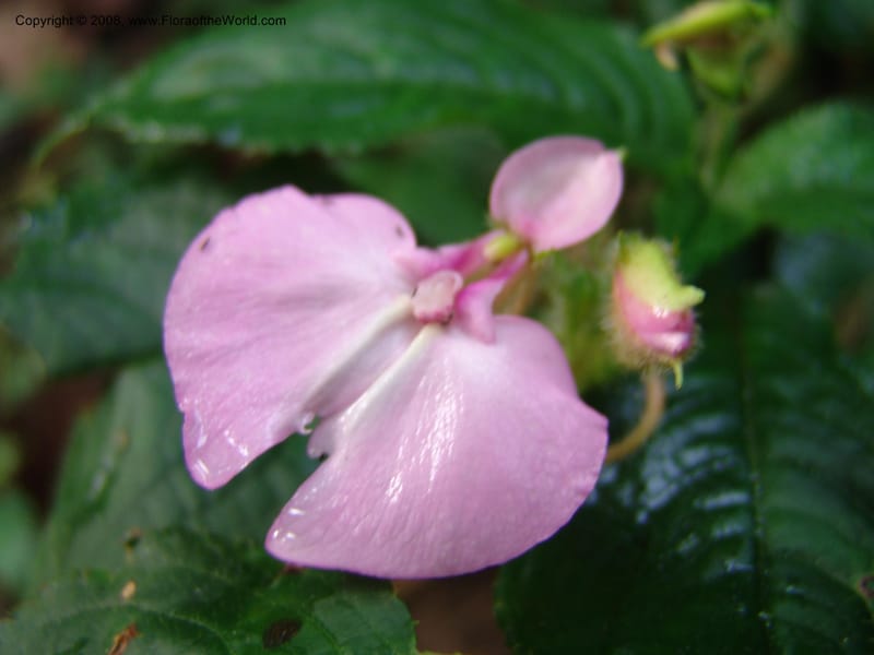 Impatiens--Kenya. Kakamega Forest. Rondo Retreat Ctr. 8 Jul 04. 045.jpg