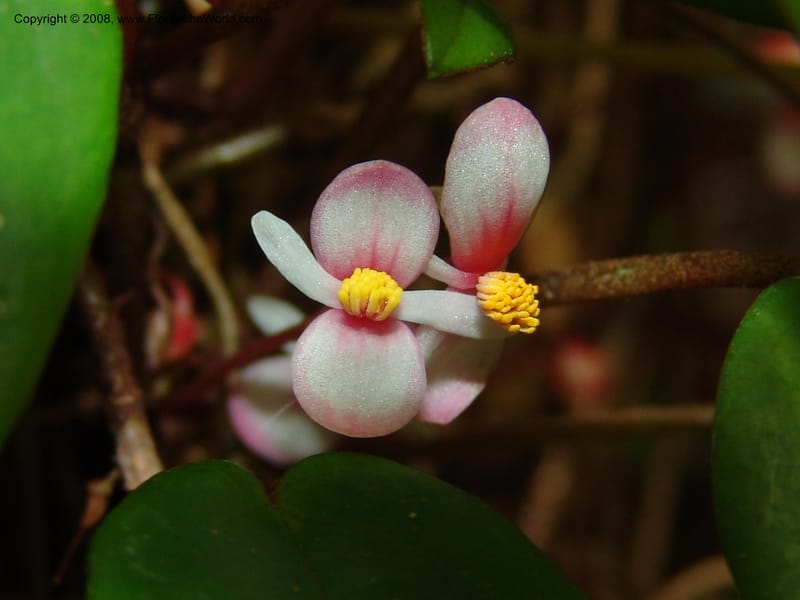 Begonia eleagnifolia--France. Nancy. Jard. Bot. Montet. 2 May 05. 173.jpg
