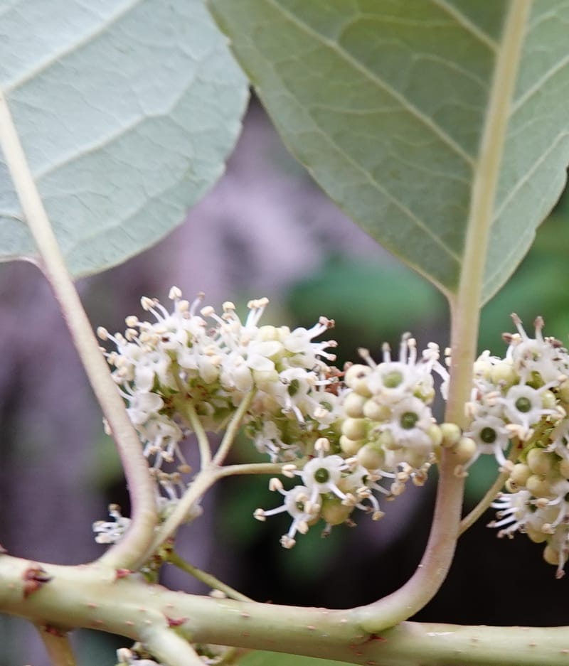 Ilex polyneura, D. Boufford 44128--China. Yunnan. Meizi Lake Park. 3 May 2018. DSC01424 (249).JPG