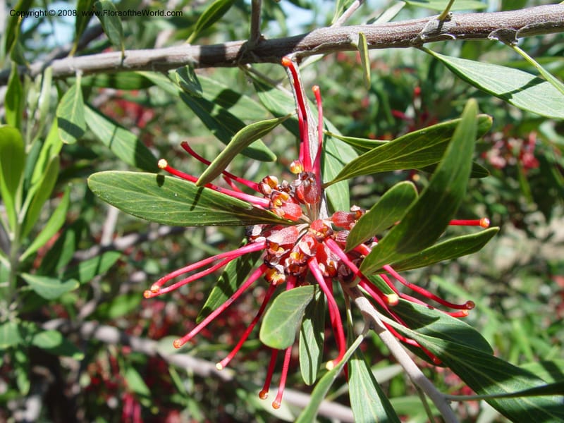 Grevillea olivacea--Spain. Barcelona Botanic Garden. 19 Apr 04. 117.jpg