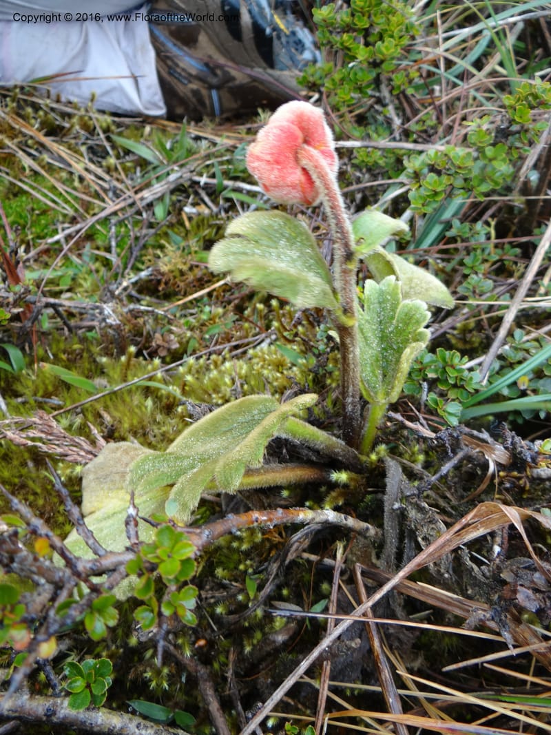 Ranunculus gusmannii, Ulloa, C 2335--Ecuador. Loja. Cerro Toledo. 30 Sep 2012. DSC05859 (117).JPG