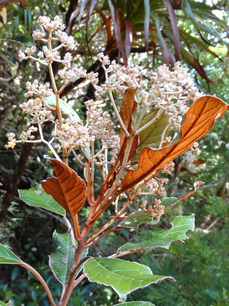 Argophyllum, Lowry, P 7423--New Caledonia. PinPin. 20 Nov 2015. DSC03938 (65).JPG