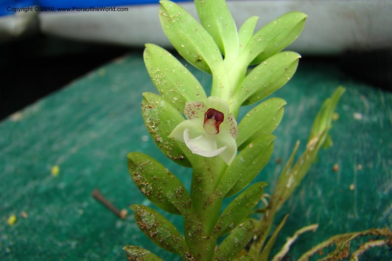 Dichaea, RVasquez34967--Peru. Loreto. Dto. Parinari. Atun Cocha. R. Samiria. 15 Nov 08. 640.jpg