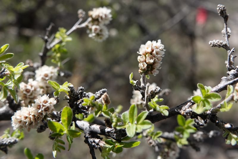 Rhus microphylla, C. Davidson 13990--AZ. Cochise Co. Hwy 80 SE of Tombstone. 9 April 2019. DSC07192 (6).JPG