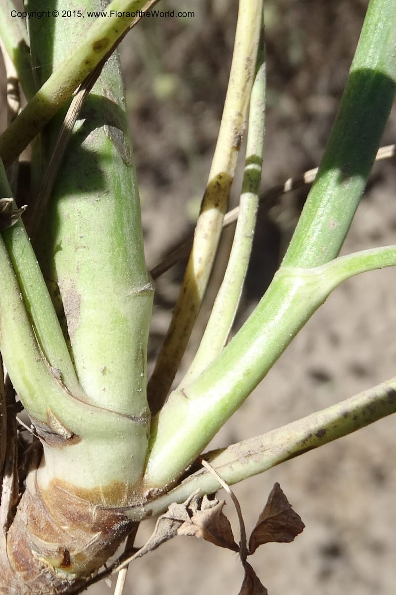 Asteriscium chilensis, Davidson, C 12819--Chile. Ruta J-55 east of Talca. 27 Nov 2014. DSC08479 (88).JPG