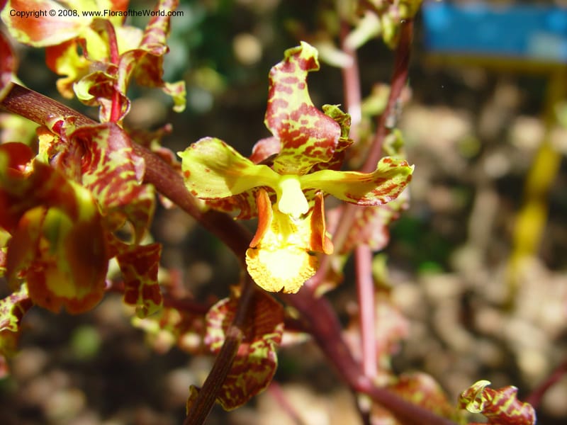 Oncidium punctatum--Costa Rica. INBio Parque, San Jose. 29 Mch 03. 152.jpg