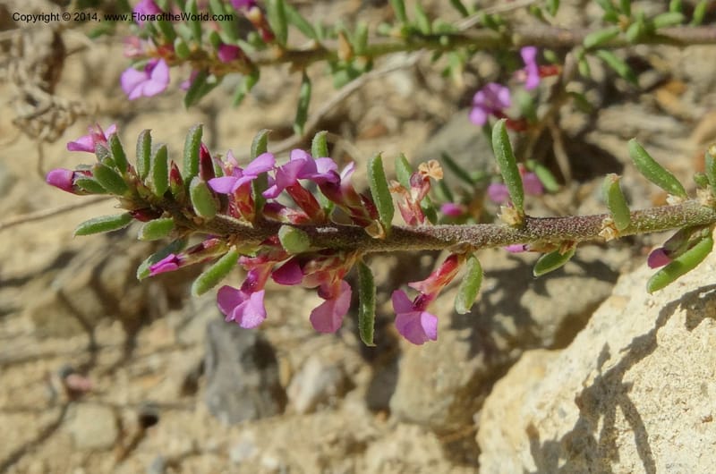 Muraltia satureioides, Davidson, C 12304--South Africa. Western Cape. De Hoop Nature Res. 22 Jan 2014. DSC01681 (76).JPG