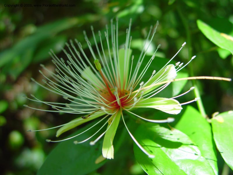 Capparis erythrocarpa--FL. Fairchild Bot. Gard. 6 Apr 03. 169.jpg