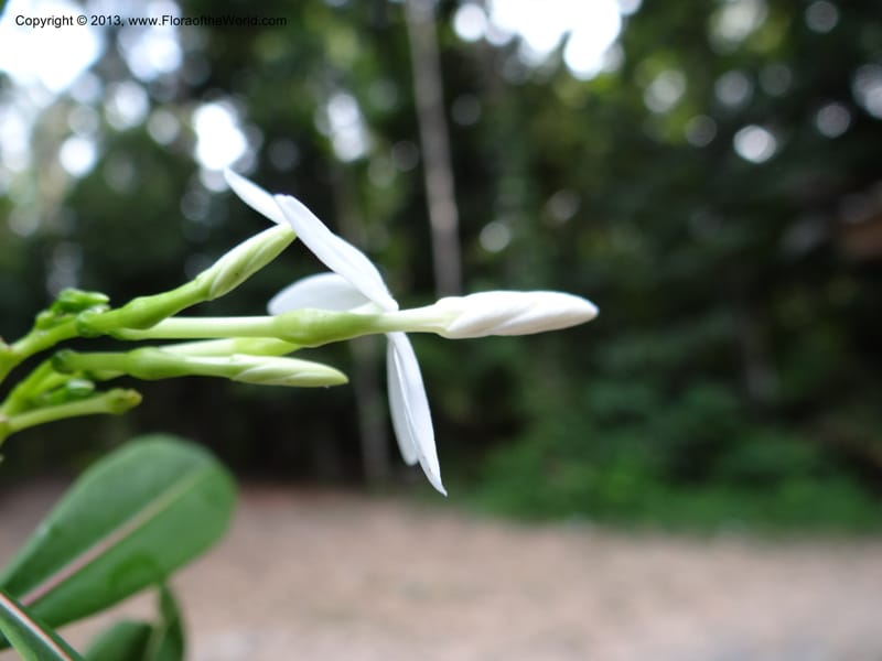 Alstonia curtisii, VC 5642--Thailand. Trang. Khao Pra Bang Kram Wildl. Sanct. 16 Nov 2012. DSC00077 (115).JPG